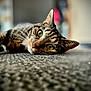 cat, tabby, green_eyes, whiskers, carpet, close_up, indoor, pet, lying_down, fur, animal, relaxed, curious, mammal, domestic, feline, soft_light, texture, blurred_background, portrait