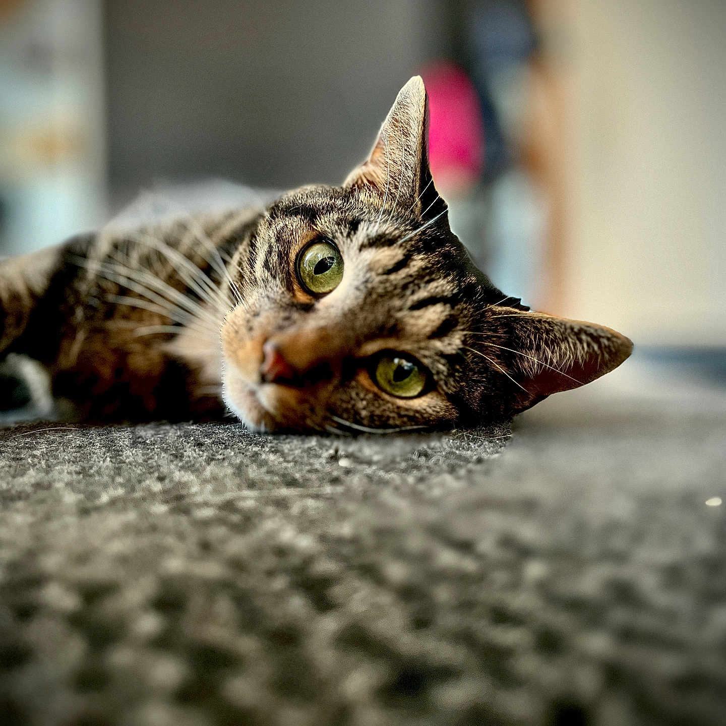 Ruby participe au concours pour gagner de l'argent avec cette photo : animal, blurred_background, carpet, cat, close_up, curious, domestic, feline, fur, green_eyes, indoor, lying_down, mammal, pet, portrait, relaxed, soft_light, tabby, texture, whiskers