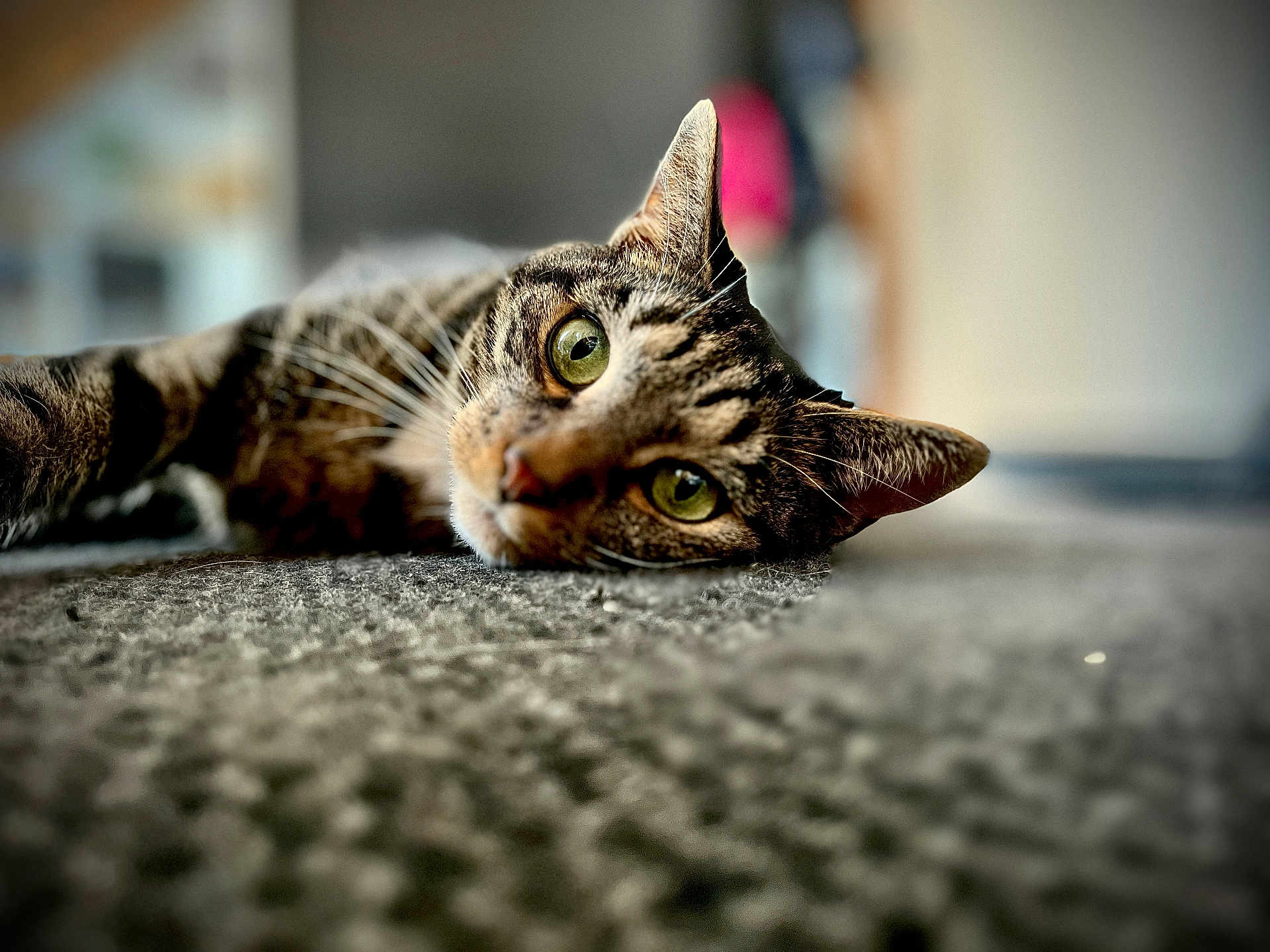 Ruby participe au concours pour gagner de l'argent avec cette photo : cat, tabby, green_eyes, whiskers, carpet, close_up, indoor, pet, lying_down, fur, animal, relaxed, curious, mammal, domestic, feline, soft_light, texture, blurred_background, portrait