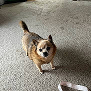 Hope is registered to the contest to win money with this photo: black_nose, brown_fur, canine, carpet, chihuahua, curled_tail, dark_eyes, dog, green_bins, home, houseplants, indoor, lanyard, living_room, pet, pointy_ears, short_hair, small_dog, standing, tan_fur