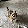 black_nose, brown_fur, canine, carpet, chihuahua, curled_tail, dark_eyes, dog, green_bins, home, houseplants, indoor, lanyard, living_room, pet, pointy_ears, short_hair, small_dog, standing, tan_fur