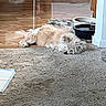 carpet, cream_fur, dog, doorway, floor, fluffy_dog, food_bowls, home, indoors, long_hair, lying_down, nap, pet, portrait, relaxed, shaggy, sleeping, small_dog, water_bowl, wood_floor