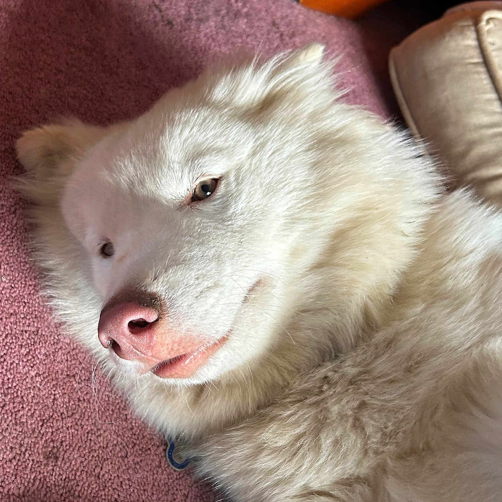 Luka