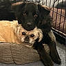 adorable, animal_portrait, black_dog, canine, companionship, cozy, crate, cream_dog, cuddling, cushion, dog_bed, dogs, fluffy, funny, indoor, lying_down, pet, puppies, resting, small_dog