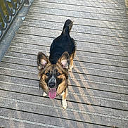 Nalaa a rejoint le concours — aidez-le/la à gagner de superbes lots ! dog, animal, pet, outdoor, wooden_deck, railing, tongue_out, ears, happy, looking_up, shadow, sunlight, daytime, nature, playful, smiling, canine, fur, walking, bridge