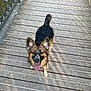 dog, animal, pet, outdoor, wooden_deck, railing, tongue_out, ears, happy, looking_up, shadow, sunlight, daytime, nature, playful, smiling, canine, fur, walking, bridge