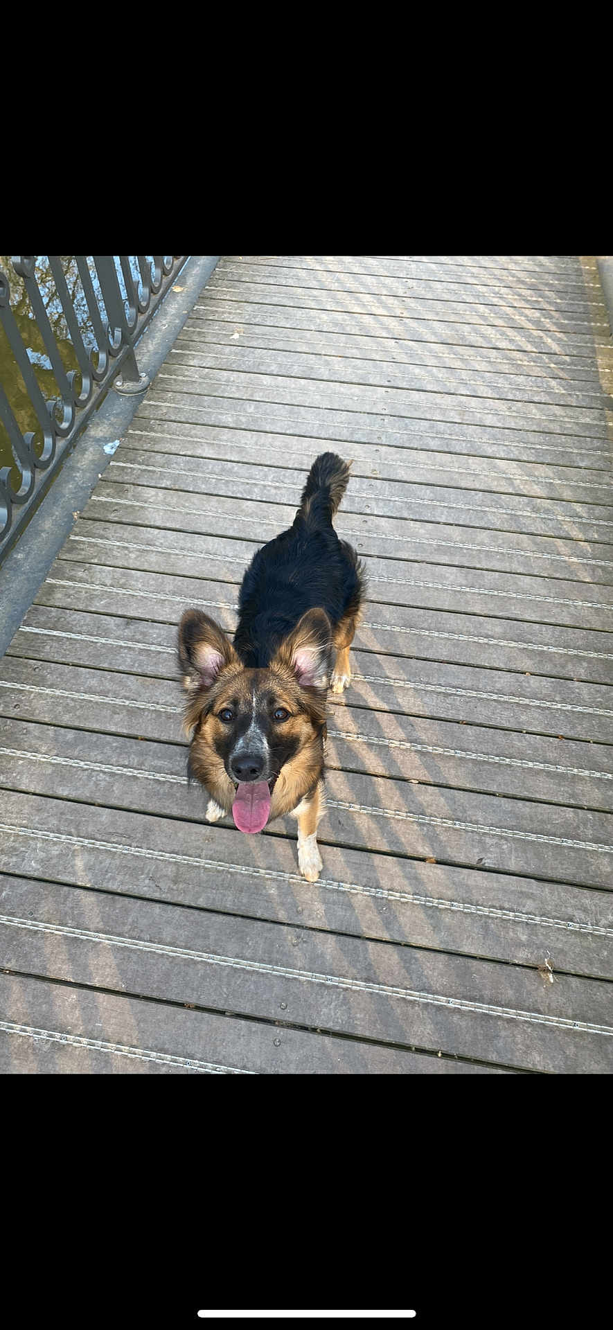 Nalaa a rejoint le concours — aidez-le/la à gagner de superbes lots ! dog, animal, pet, outdoor, wooden_deck, railing, tongue_out, ears, happy, looking_up, shadow, sunlight, daytime, nature, playful, smiling, canine, fur, walking, bridge