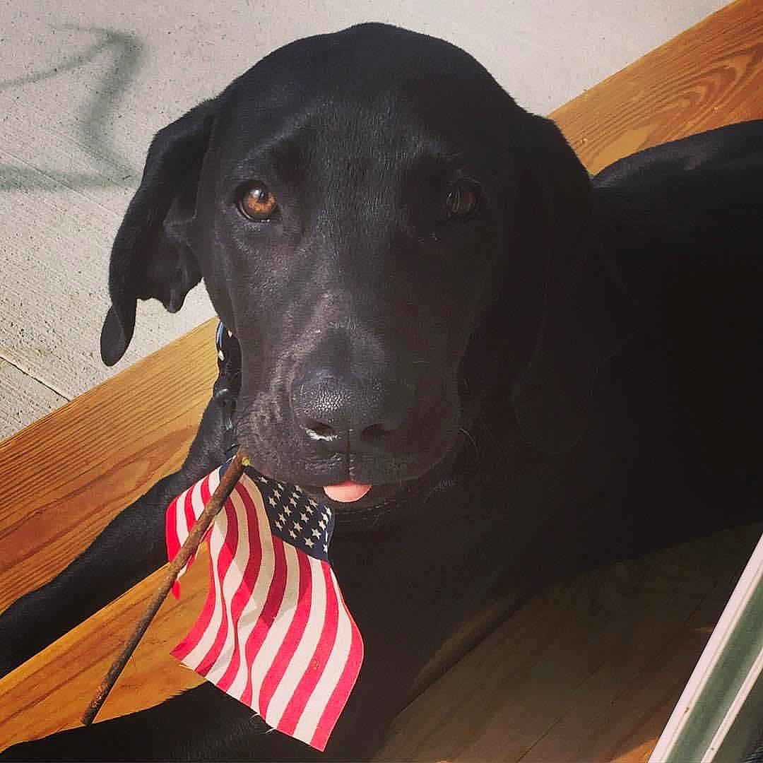 Teddy Hugo is registered to the contest to win money with this photo: borador, canidae, carnivore, collar, companion_dog, dog, dog_breed, dog_collar, eye, fashion_accessory, gun_dog, liver, personal_protective_equipment, pet_supply, retriever, snout, sporting_group, tie, wood, working_animal