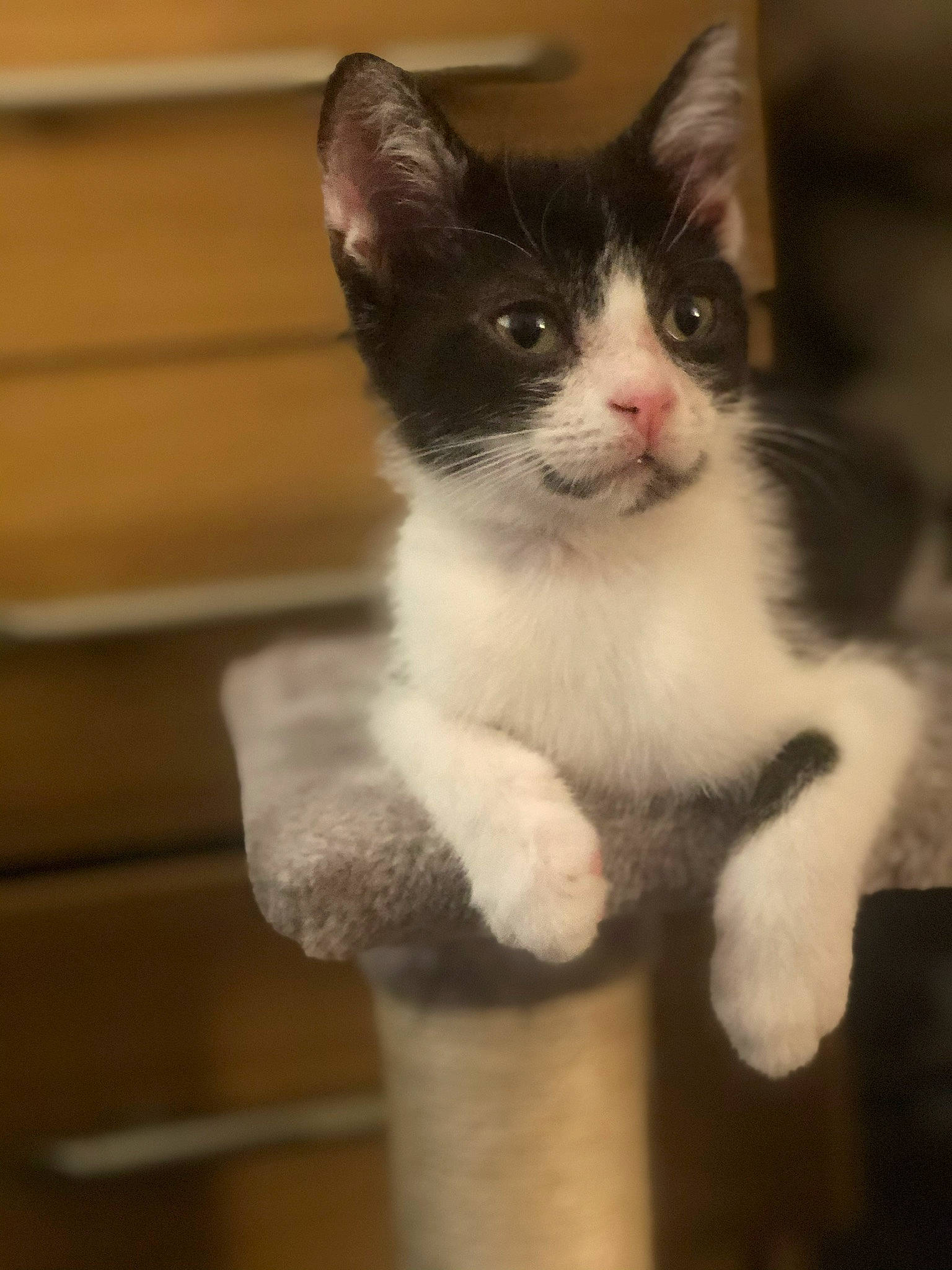 Moo is registered to the contest to win money with this photo: aegean_cat, american_wirehair, asian, carnivore, cat, domestic_short_haired_cat, fawn, felidae, kitten, mammal, norwegian_forest_cat, ojos_azules, polydactyl_cat, small_to_medium_sized_cats, snout, turkish_van, vertebrate, whiskers