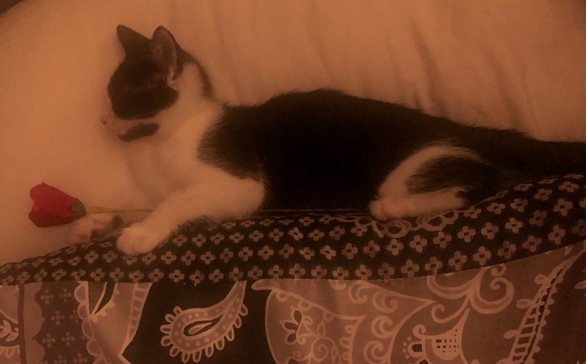 Moo joined the competition — help win amazing prizes! canidae, carnivore, cat, domestic_short_haired_cat, fawn, felidae, kitten, mammal, nap, small_to_medium_sized_cats, snowshoe, tail, whiskers