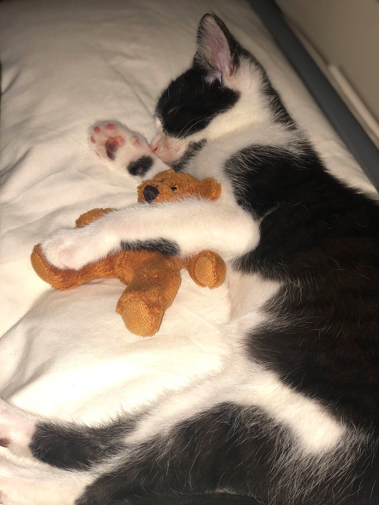 Moo joined the competition — help win amazing prizes! aegean_cat, american_wirehair, black_and_white, carnivore, cat, claw, domestic_short_haired_cat, ear, european_shorthair, felidae, fur, kitten, paw, polydactyl_cat, small_to_medium_sized_cats, tail, whiskers