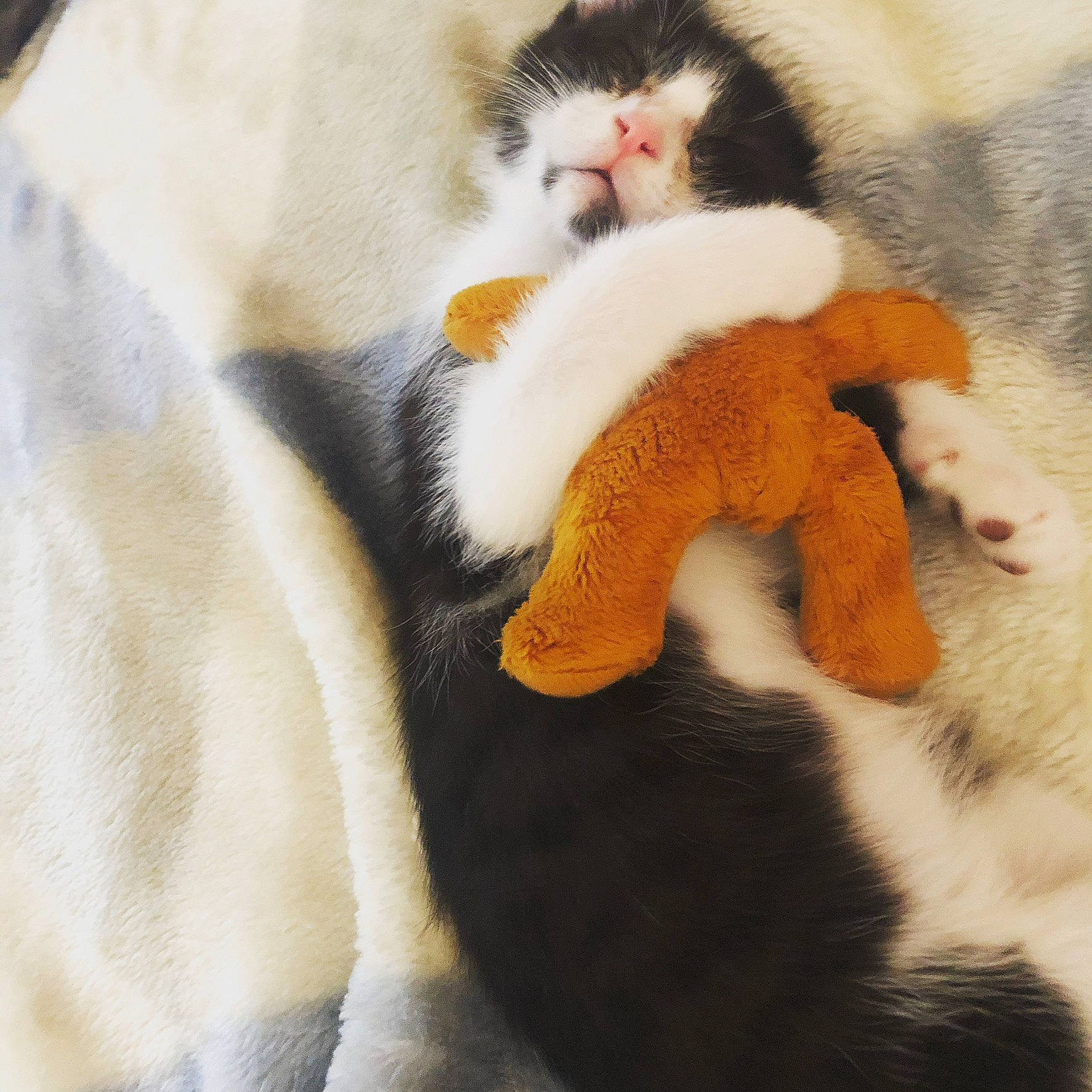 Moo joined the competition — help win amazing prizes! american_wirehair, carnivore, cat, claw, felidae, fur, japanese_bobtail, kitten, paw, polydactyl_cat, small_to_medium_sized_cats, tail, whiskers