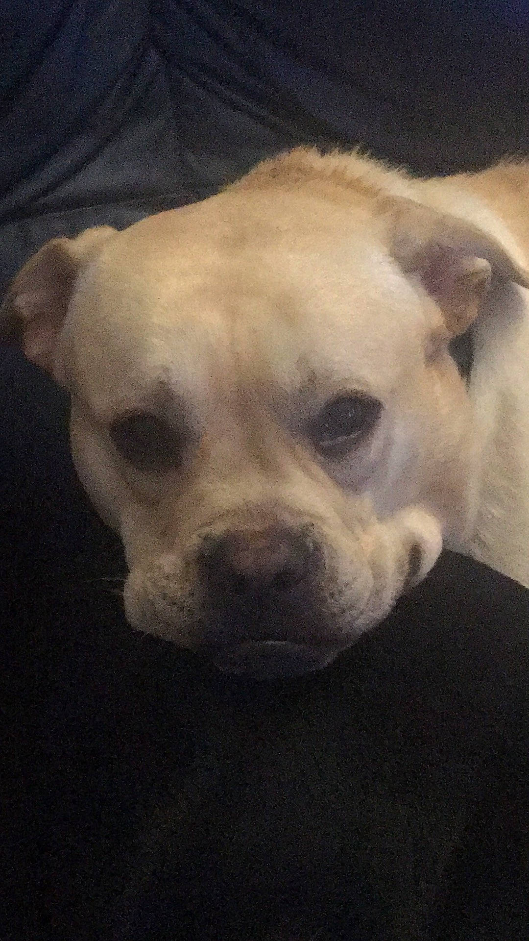 Fergus joined the competition — help win amazing prizes! canidae, carnivore, cloud, comfort, companion_dog, dog, dog_breed, ear, fawn, fur, jaw, no_expression, non_sporting_group, snout, sporting_group, terrestrial_animal, toy_dog, whiskers, working_animal, wrinkle