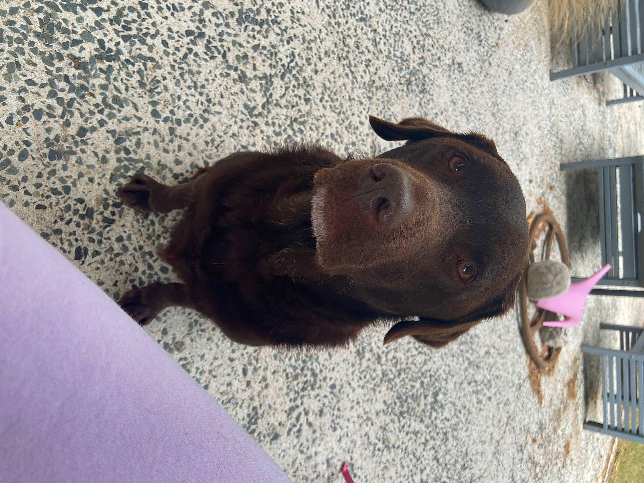 Nook a rejoint le concours — aidez-le/la à gagner de superbes lots ! borador, building, canidae, carnivore, collar, companion_dog, dog, dog_breed, fawn, fur, guard_dog, hunting_dog, liver, non_sporting_group, sporting_group, tail, terrestrial_animal, window, working_animal