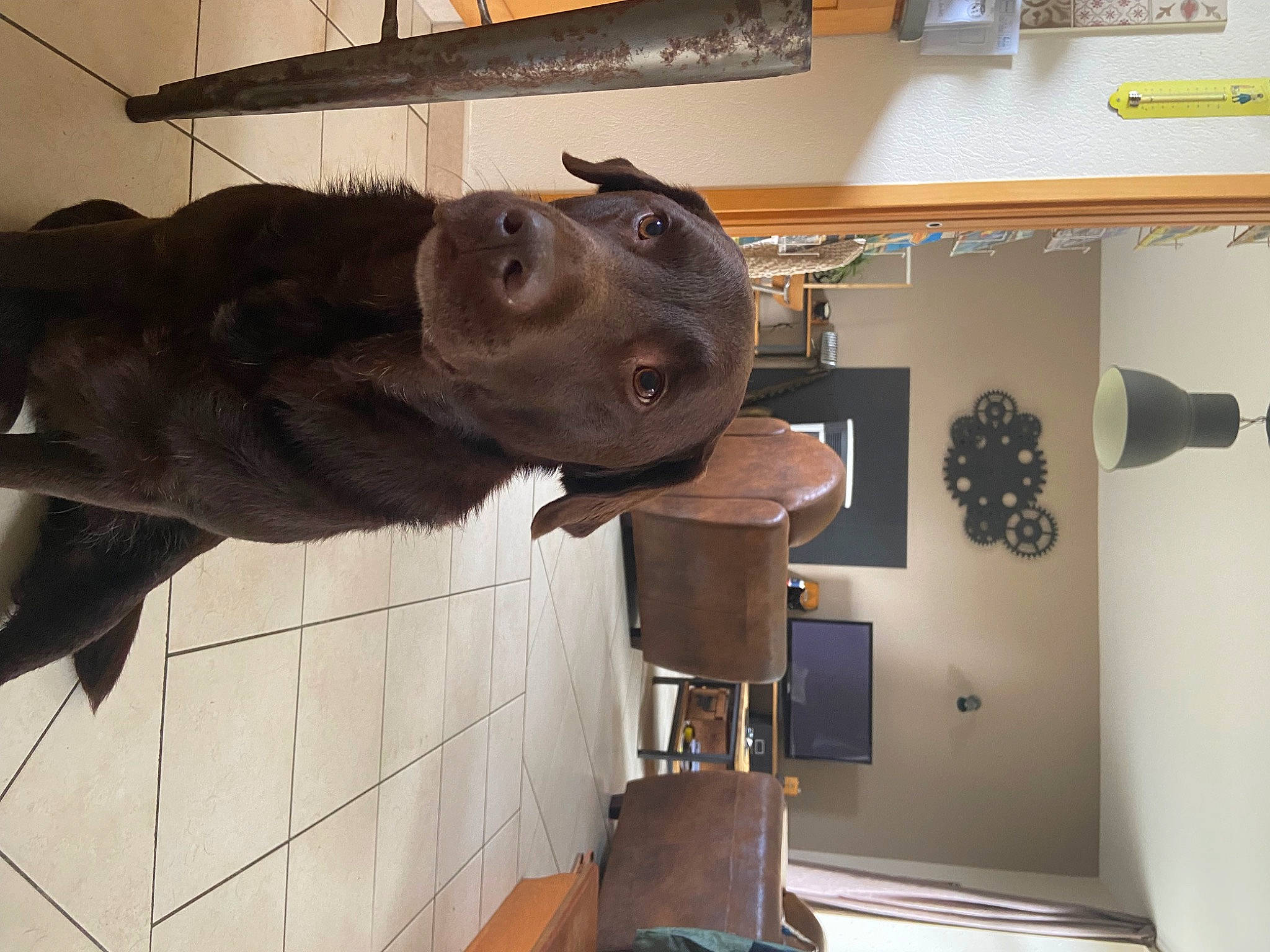 Nook a rejoint le concours — aidez-le/la à gagner de superbes lots ! art, canidae, carnivore, dog_breed, door_handle, fawn, fur, liver, machine, metal, room, sculpture, snout, sporting_group, statue, terrestrial_animal, wood, working_animal