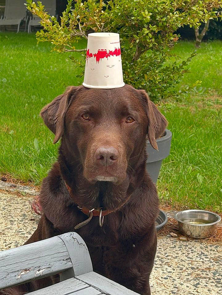 Nook participe au concours pour gagner de l'argent avec cette photo : canidae, carnivore, collar, companion_dog, dog, dog_breed, dog_collar, fashion_accessory, fawn, grass, gun_dog, hat, hunting_dog, liver, plant, sporting_group, working_animal