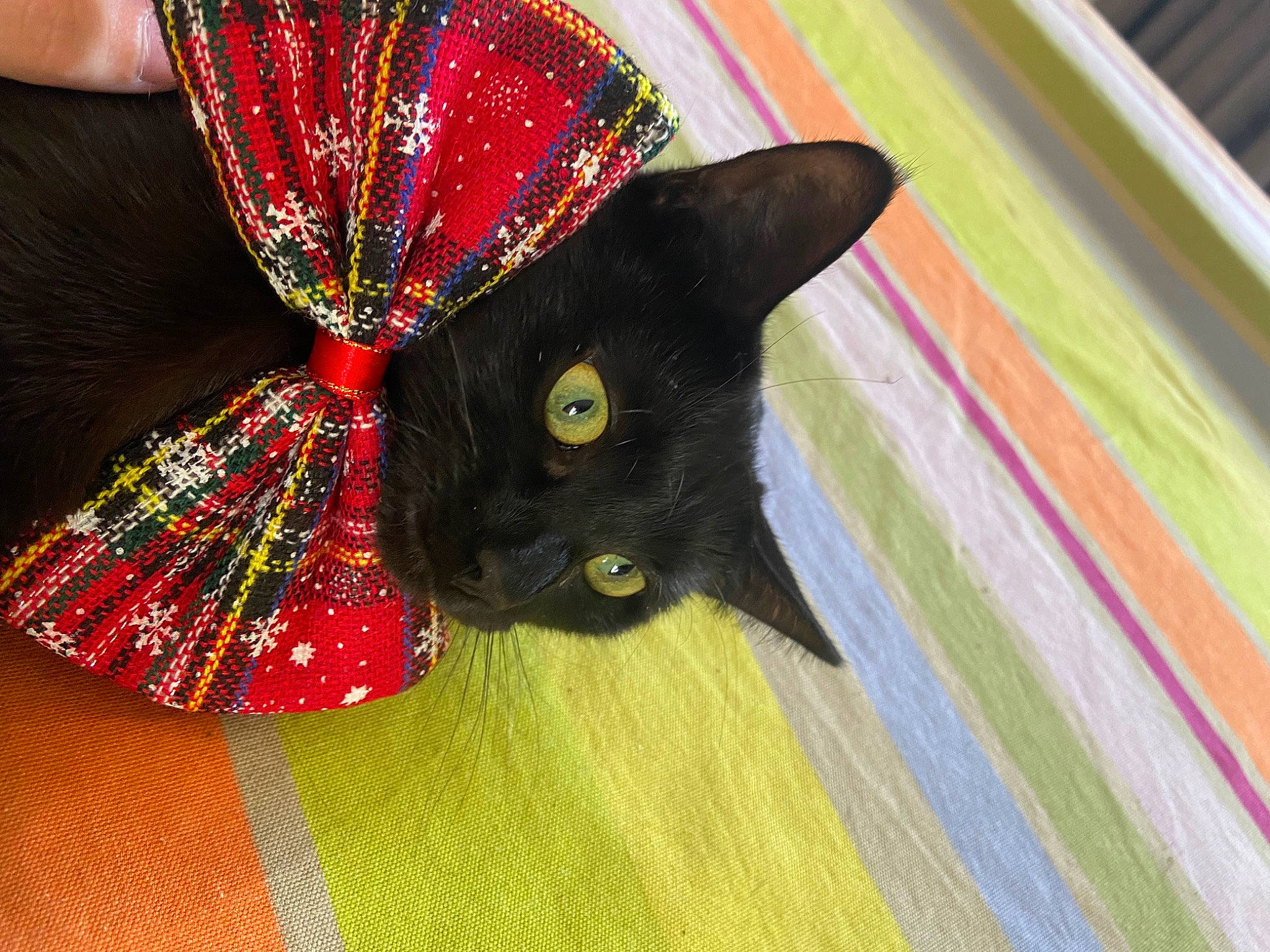 Merry participe au concours pour gagner de l'argent avec cette photo : black_cat, bombay, carmine, carnivore, cat, costume_accessory, costume_hat, creative_arts, domestic_short_haired_cat, fashion_accessory, felidae, fur, hat, magenta, pattern, small_to_medium_sized_cats, tail, umbrella, whiskers, wood