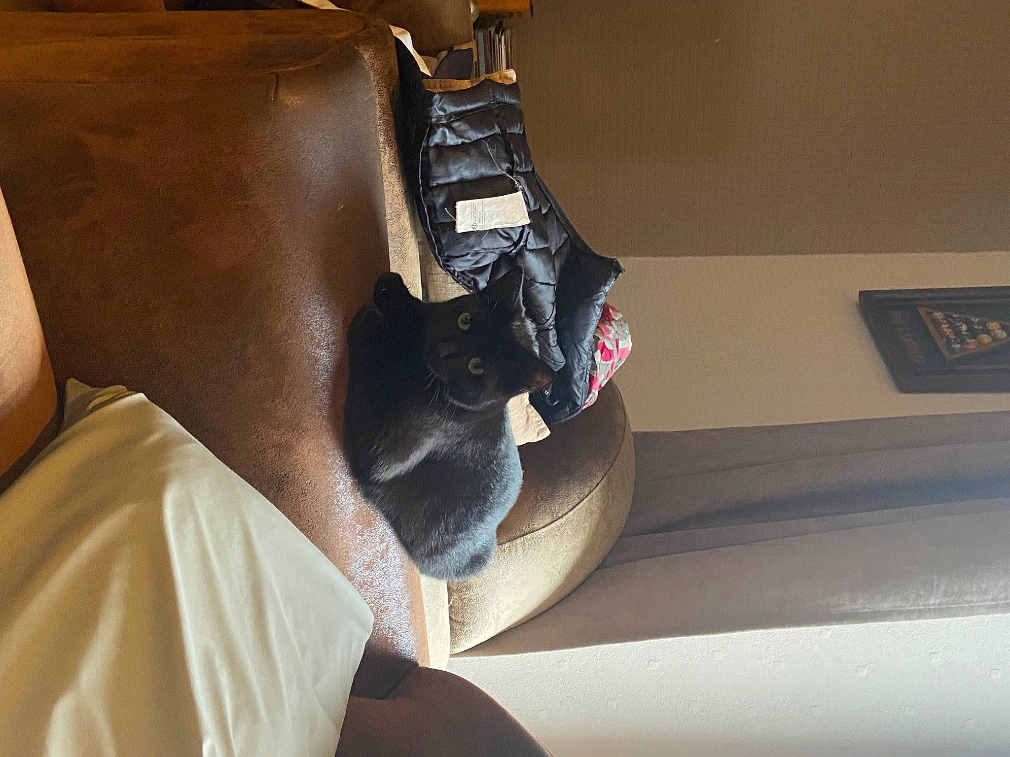 Merry participe au concours pour gagner de l'argent avec cette photo : bag, box, carmine, carnivore, cat, chair, comfort, domestic_short_haired_cat, fawn, felidae, flooring, fur, hardwood, human_leg, luggage_and_bags, room, small_to_medium_sized_cats, tail, whiskers, wood