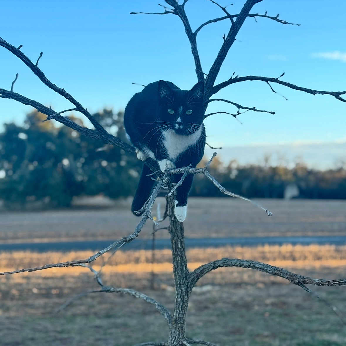 Princess Meow Meow joined the competition — help win amazing prizes! accessories, animal, barbedwire, blackcat, cat, field, grass, grassland, ice, kitten, manx, nature, outdoors, pet, plant, siamese, strap, tree, wire, wood