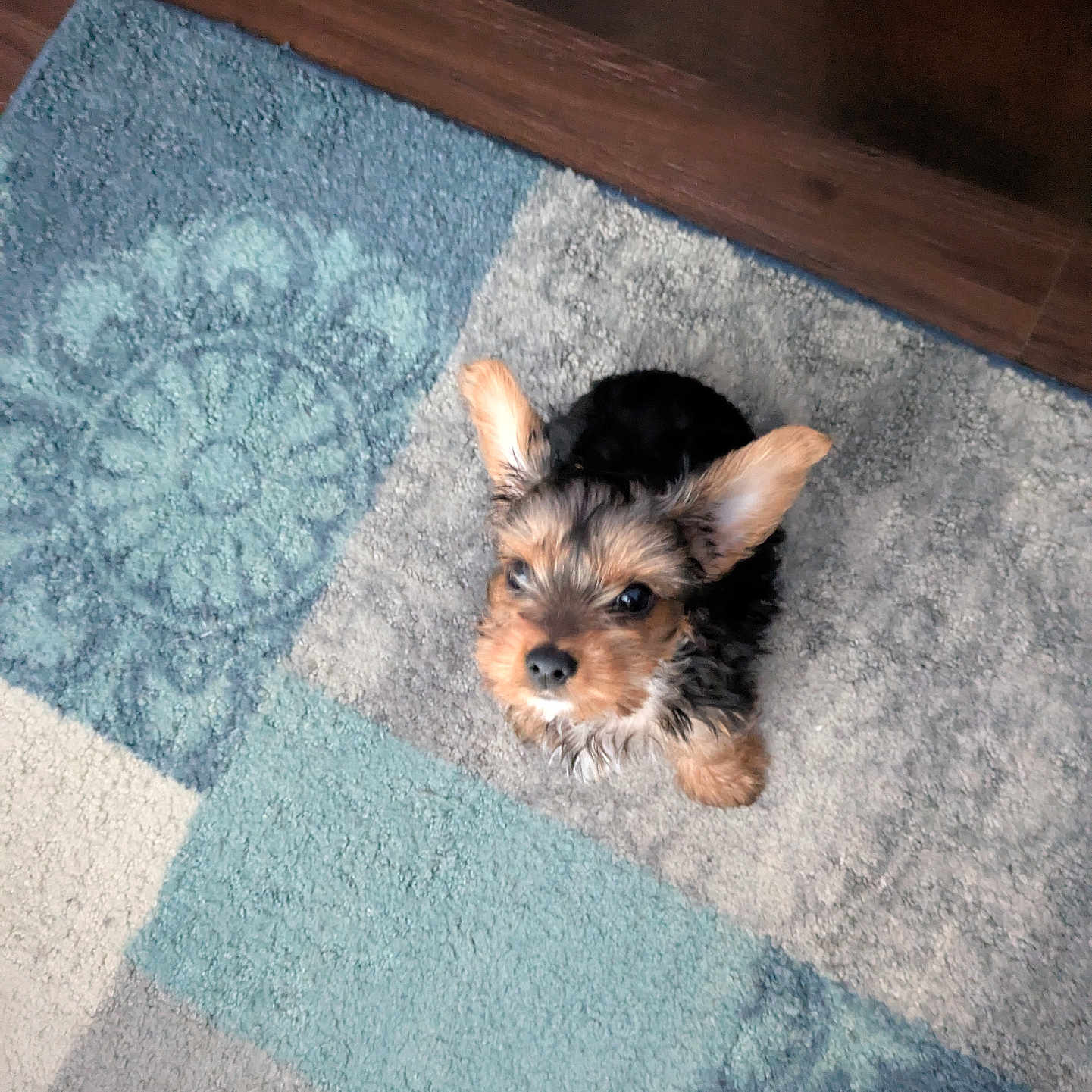 Ozzy joined the competition — help win amazing prizes! adorable, animal, carpet, companion, curious, cute, dog, domestic_animal, ears, floor, fur, home, indoor, looking_up, pet, puppy, small_dog, waiting, yorkshire_terrier, young_dog