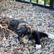 Diva is registered to the contest to win money with this photo: cat, calico_cat, rocks, outdoor, tree, branch, yellow_eyes, curious, animal, pet, nature, ground, feline, whiskers, paws, fur, wildlife, closeup, alert, natural