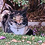 cat, calico, grass, petals, leaves, garden, outdoor, nature, plants, stone_wall, feline, animal, fur, whiskers, collar, bell, lying_down, greenery, background, closeup