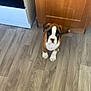 animal, appliance, boxer, brown, cabinet, cute, dog, ears, face, floor, fur, indoor, kitchen, looking_up, pet, puppy, small, white, wood_floor, young