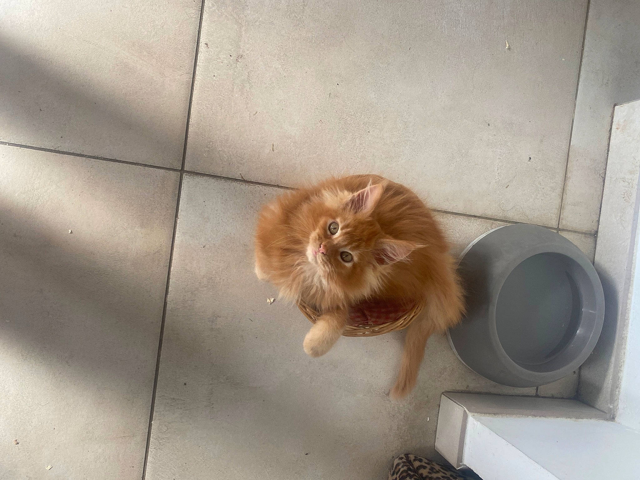 Tiger a rejoint le concours — aidez-le/la à gagner de superbes lots ! carnivore, cat, companion_dog, dog_breed, domestic_short_haired_cat, fawn, felidae, floor, flooring, fur, hardwood, laundry_room, liver, paw, small_to_medium_sized_cats, snout, tail, washing_machine, whiskers, wood