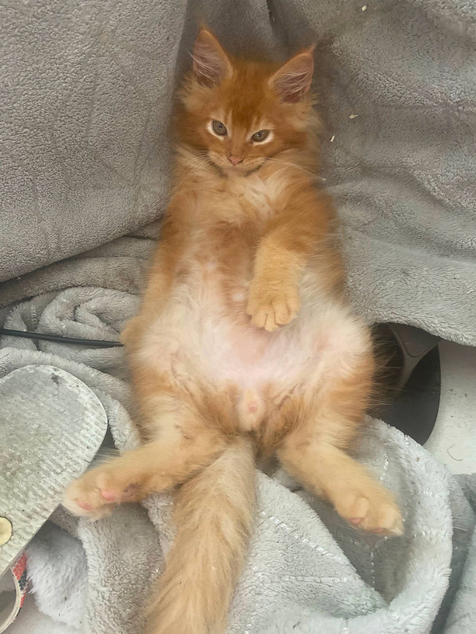 Tiger participe au concours pour gagner de l'argent avec cette photo : carnivore, cat, claw, comfort, domestic_short_haired_cat, fawn, felidae, flooring, fur, paw, small_to_medium_sized_cats, tail, terrestrial_animal, whiskers