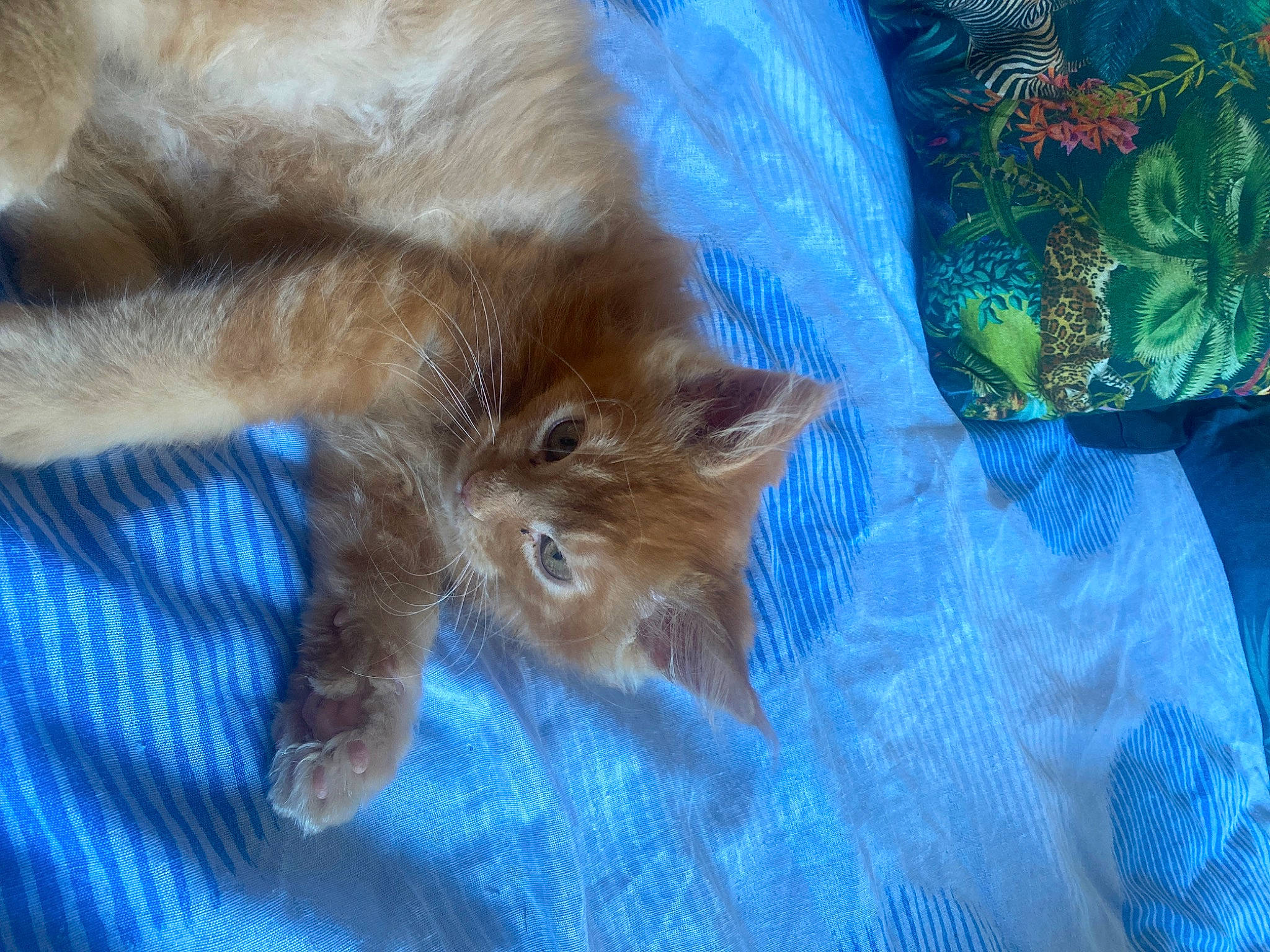 Tiger participe au concours pour gagner de l'argent avec cette photo : carnivore, cat, claw, electric_blue, fawn, felidae, fur, pattern, paw, sleeve, small_to_medium_sized_cats, tail, terrestrial_animal, vertebrate, whiskers, wood