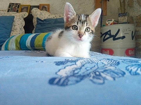 Ricky participe au concours pour gagner de l'argent avec cette photo : aegean_cat, asian, carnivore, cat, domestic_short_haired_cat, european_shorthair, felidae, kitten, mammal, ojos_azules, singapura, small_to_medium_sized_cats, tail, vertebrate, whiskers