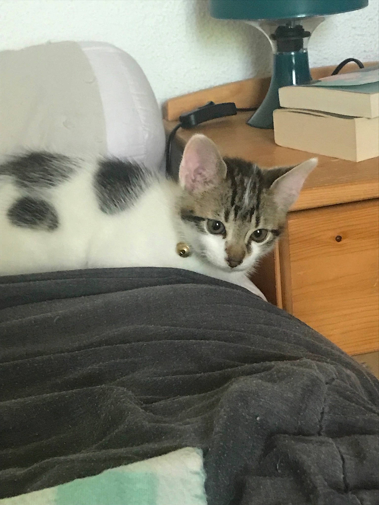 Ricky a rejoint le concours — aidez-le/la à gagner de superbes lots ! aegean_cat, american_shorthair, asian, bed_sheet, carnivore, cat, domestic_short_haired_cat, dragon_li, egyptian_mau, european_shorthair, felidae, kitten, mammal, small_to_medium_sized_cats, tabby_cat, whiskers