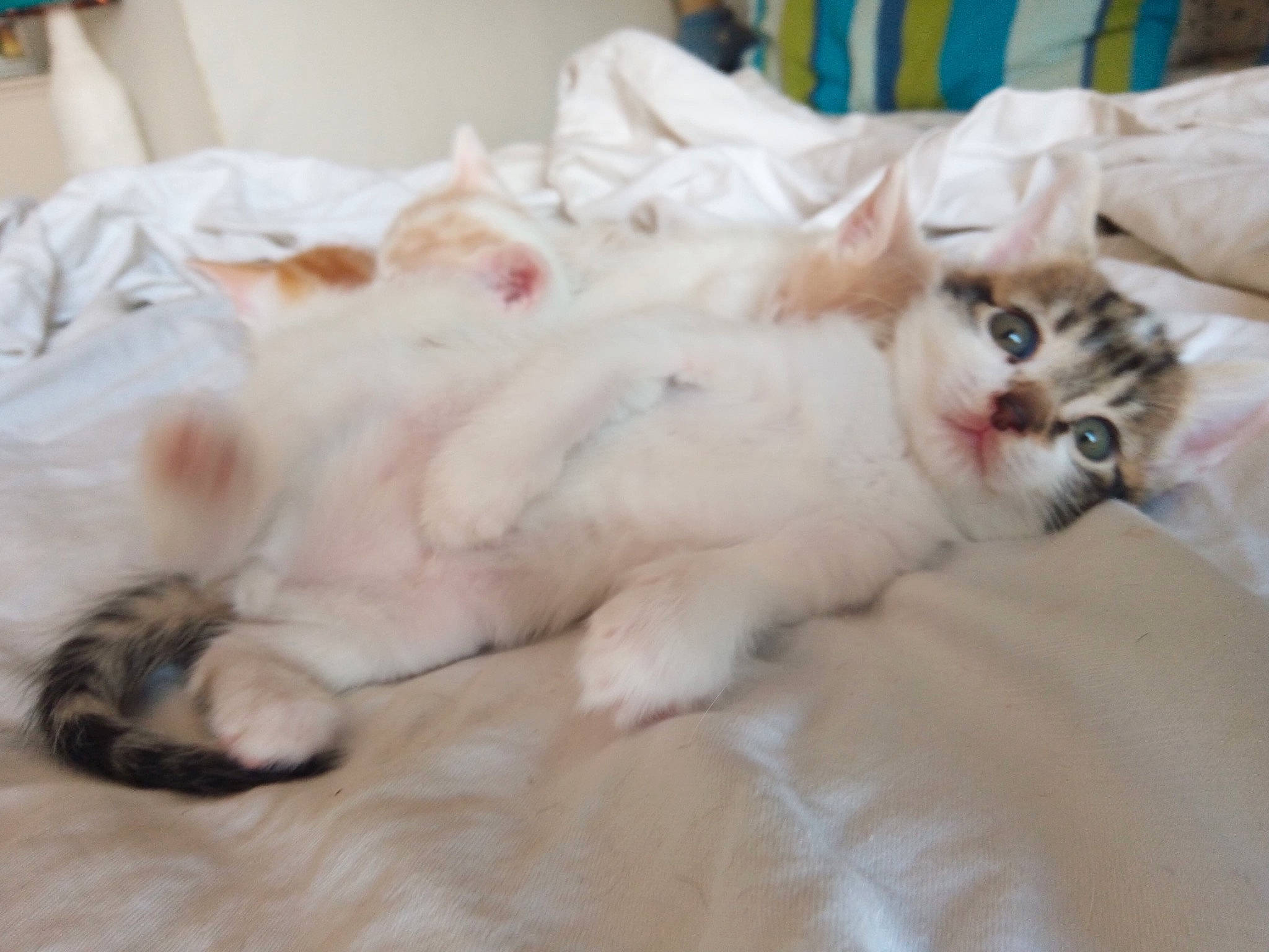 Ricky a rejoint le concours — aidez-le/la à gagner de superbes lots ! aegean_cat, american_curl, asian, carnivore, cat, claw, domestic_long_haired_cat, felidae, fur, kitten, mammal, munchkin, norwegian_forest_cat, paw, polydactyl_cat, ragamuffin, ragdoll, small_to_medium_sized_cats, turkish_van, whiskers