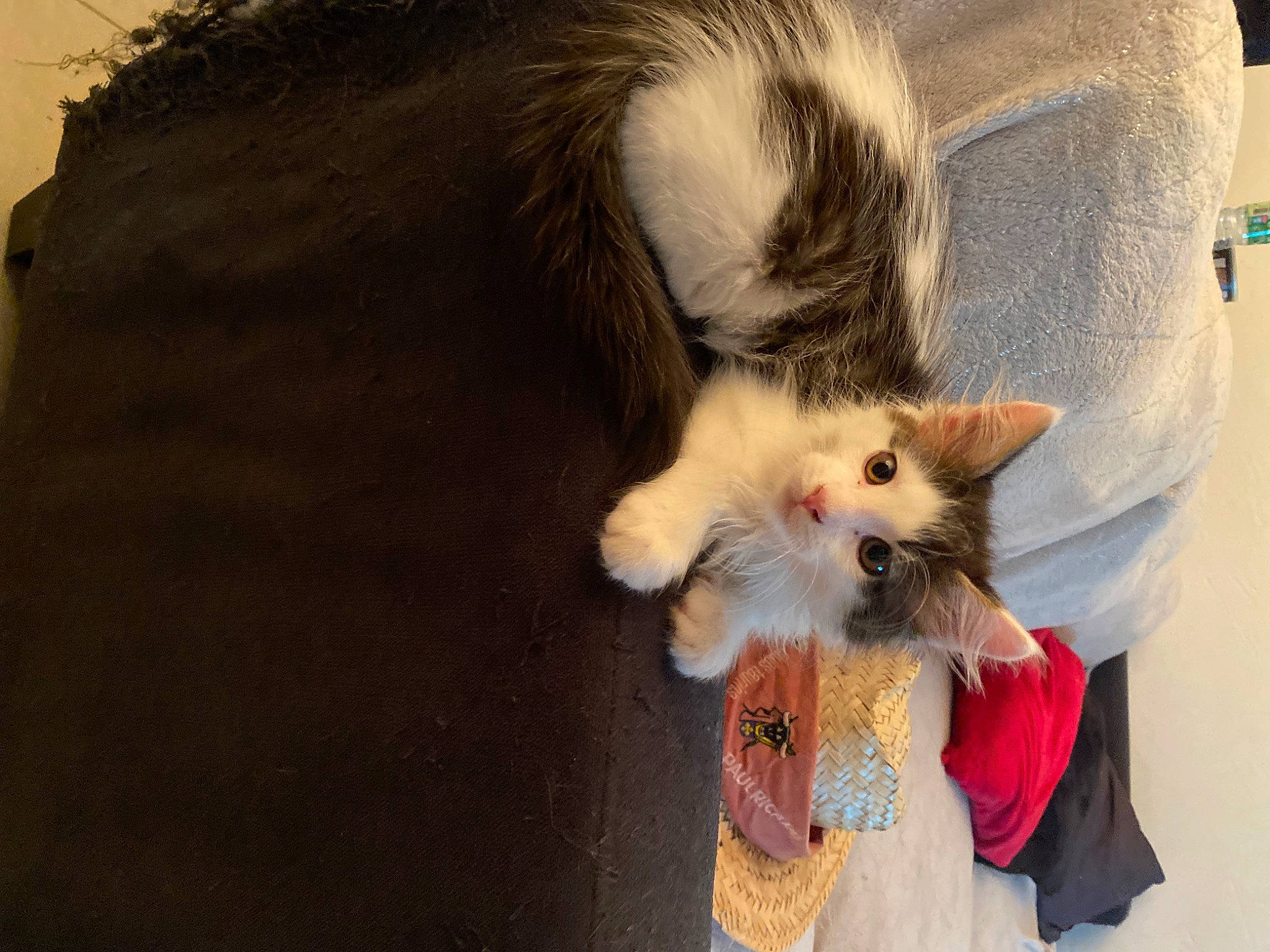 Tempête participe au concours pour gagner de l'argent avec cette photo : canidae, carnivore, cat, claw, comfort, companion_dog, domestic_short_haired_cat, eye, fawn, felidae, fur, paw, plant, small_to_medium_sized_cats, snout, tail, toy, whiskers