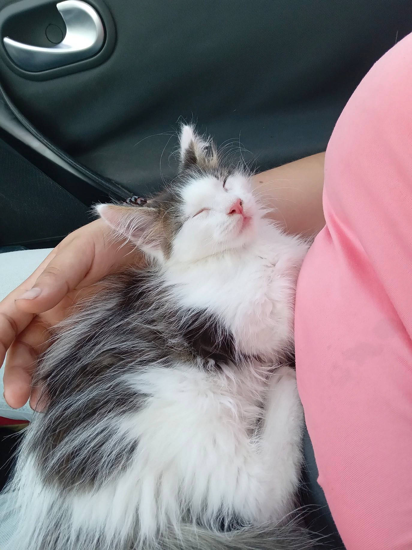 Tempête a rejoint le concours — aidez-le/la à gagner de superbes lots ! barefoot, carnivore, cat, claw, comfort, companion_dog, domestic_short_haired_cat, felidae, foot, fur, hamster, nail, paw, rodent, small_to_medium_sized_cats, tail, vehicle_door, whiskers