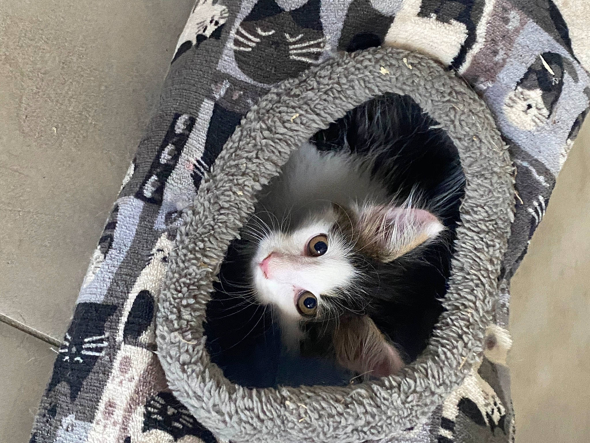 Tempête a rejoint le concours — aidez-le/la à gagner de superbes lots ! carnivore, cat, domestic_short_haired_cat, eye, fashion_accessory, felidae, fur, grey, head, paw, small_to_medium_sized_cats, snout, tail, terrestrial_animal, whiskers