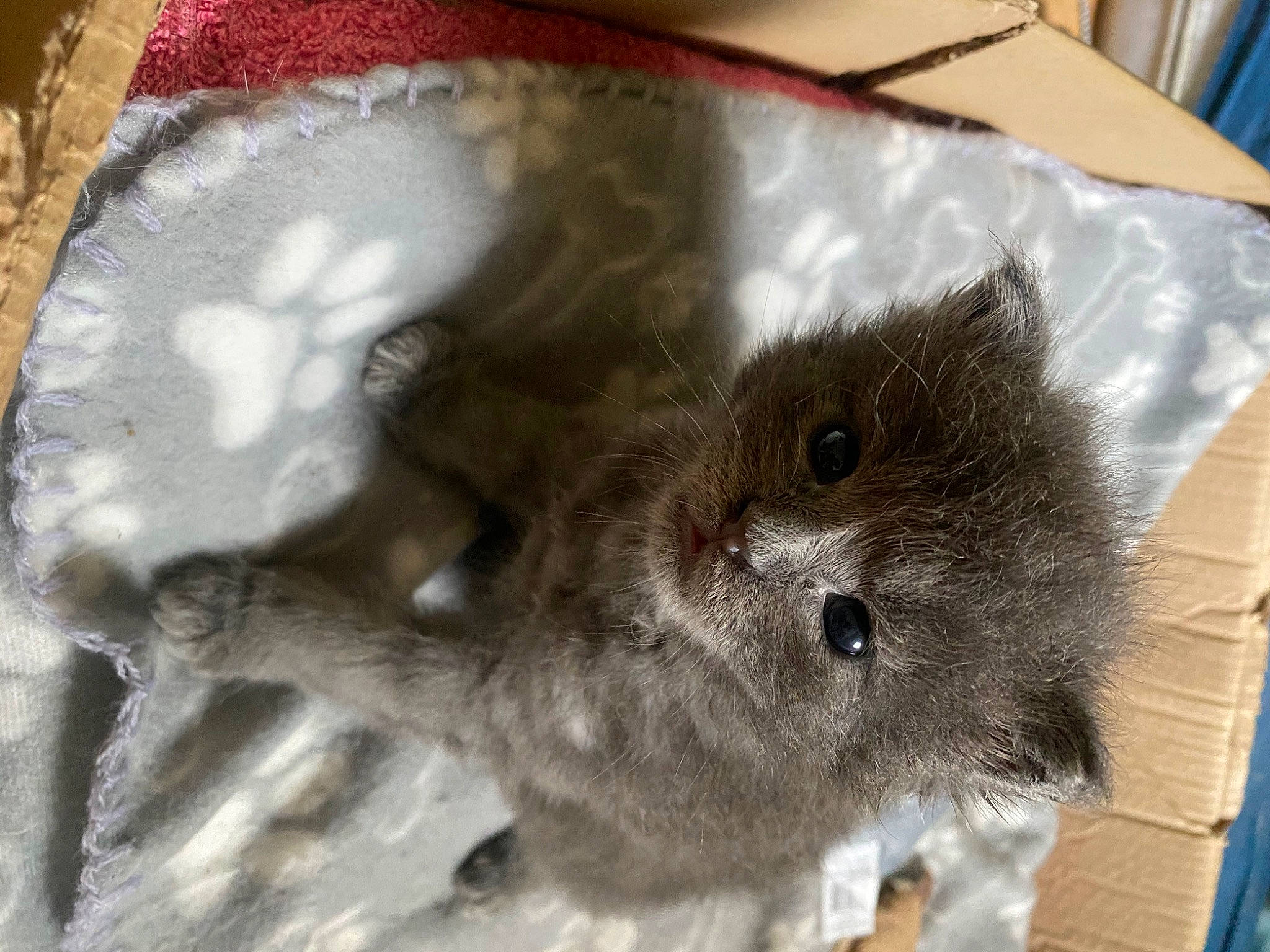 Uno participe au concours pour gagner de l'argent avec cette photo : box, canidae, carnivore, claw, degu, domestic_short_haired_cat, dormouse, fawn, felidae, fur, marsupial, mouse, muroidea, red_backed_voles, rodent, small_to_medium_sized_cats, snout, terrestrial_animal, whiskers, wombat