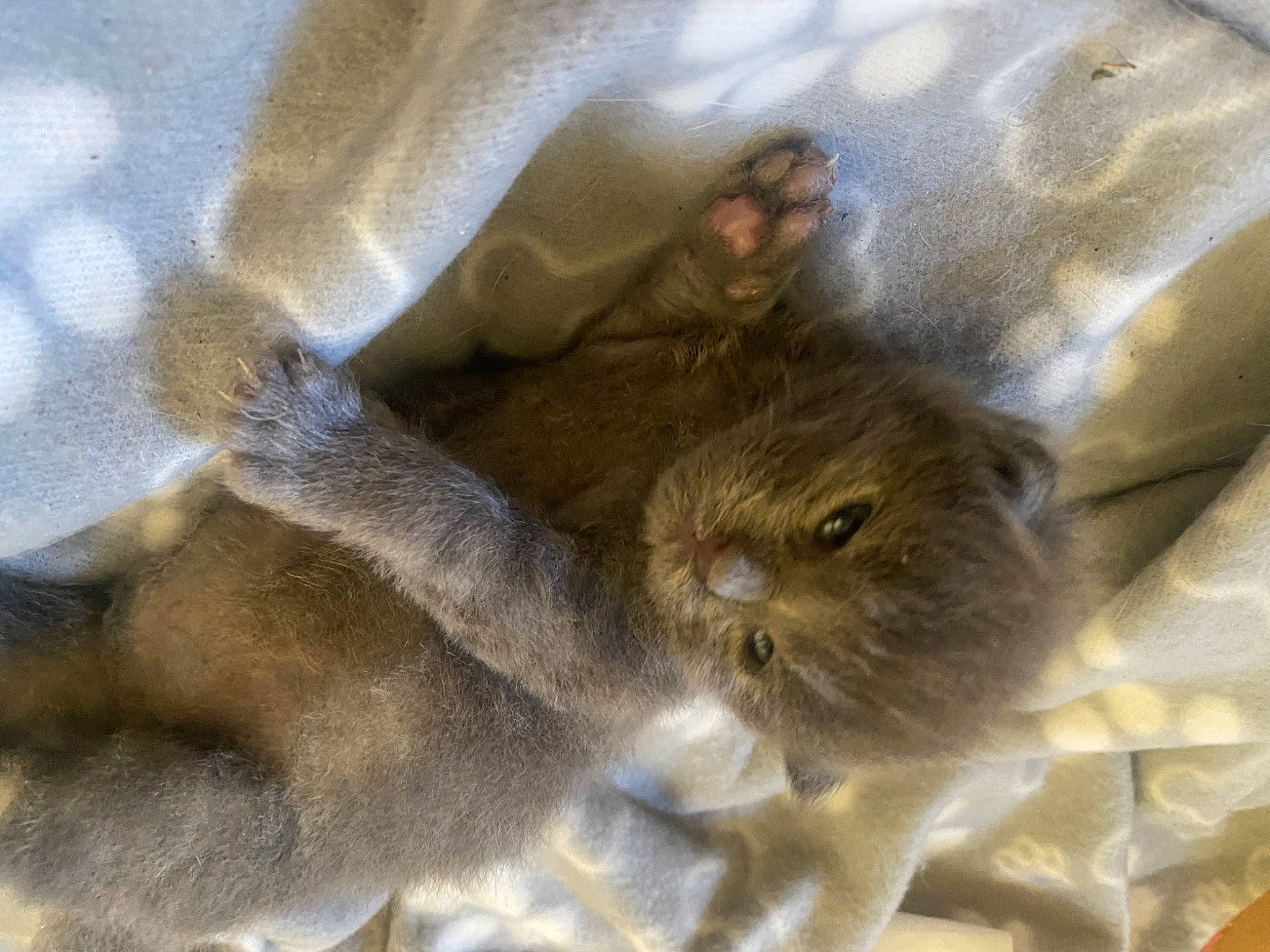 Uno participe au concours pour gagner de l'argent avec cette photo : carnivore, cat, claw, comfort, fawn, felidae, fur, paw, small_to_medium_sized_cats, terrestrial_animal, whiskers