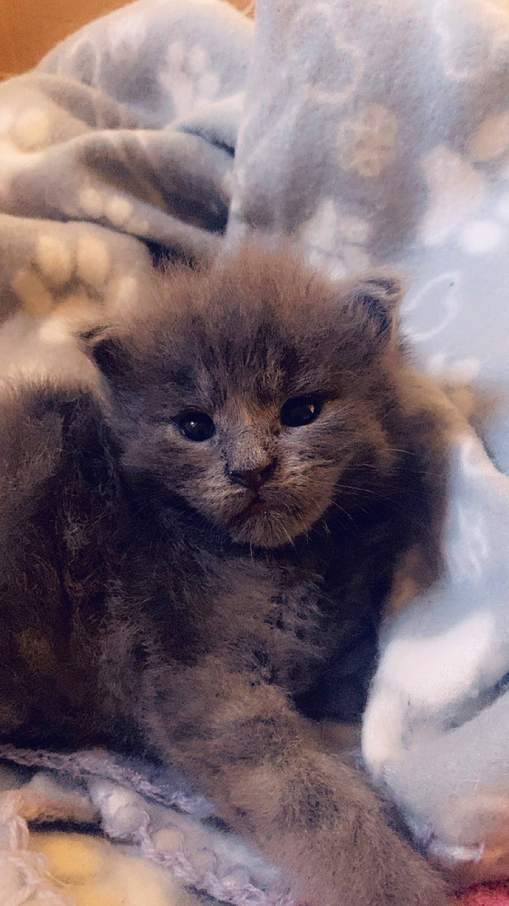 Uno a rejoint le concours — aidez-le/la à gagner de superbes lots ! british_longhair, carnivore, cat, comfort, felidae, fur, small_to_medium_sized_cats, snout, terrestrial_animal, tree, whiskers, winter