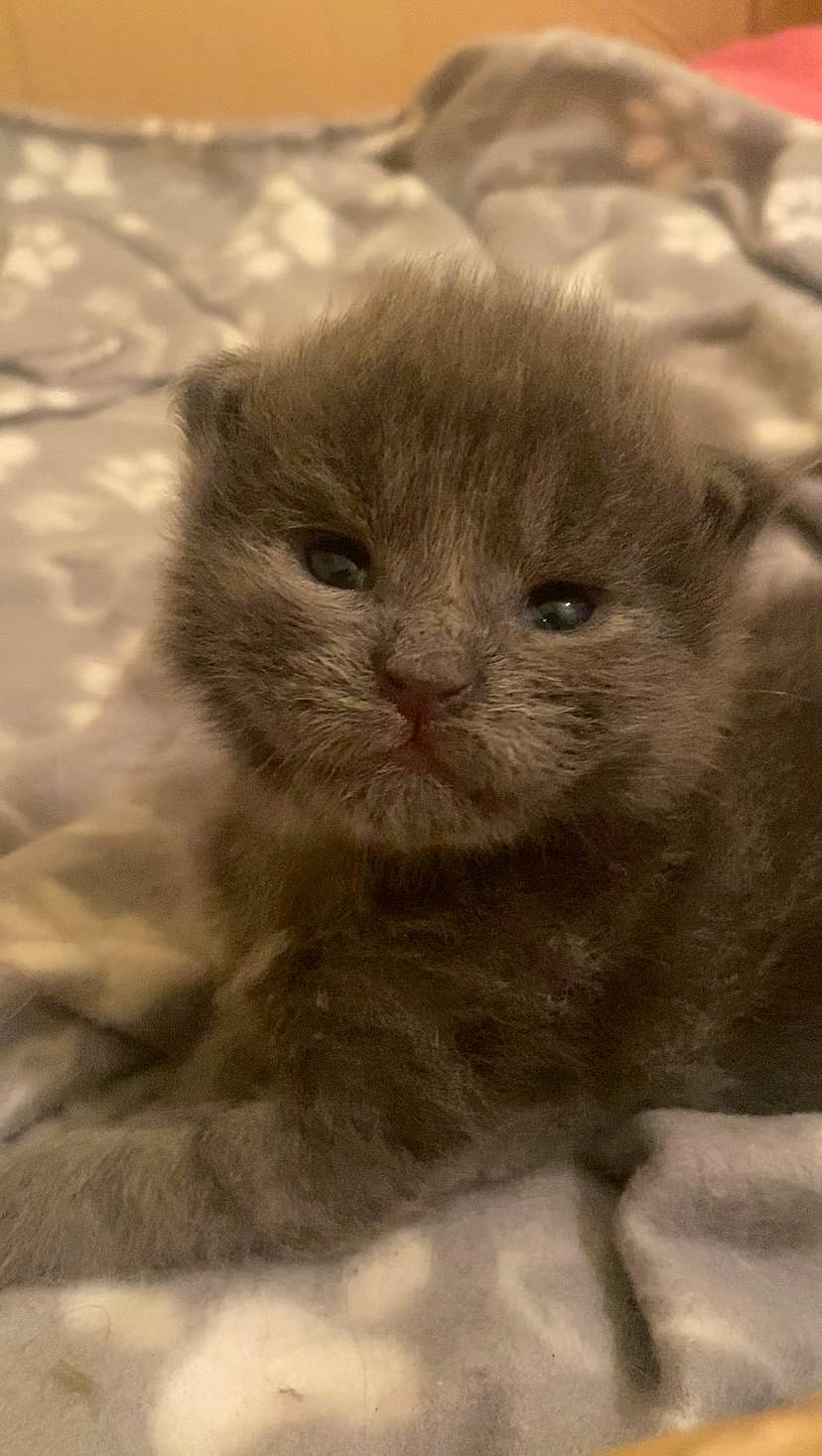 Uno a rejoint le concours — aidez-le/la à gagner de superbes lots ! carnivore, cat, close_up, eye, fawn, felidae, fur, paw, scottish_fold, small_to_medium_sized_cats, snout, terrestrial_animal, whiskers