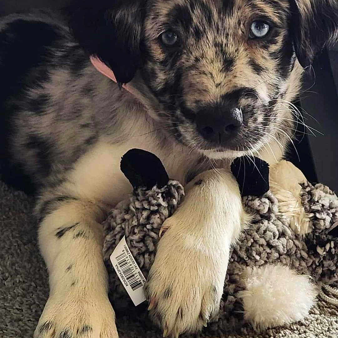 Stella is registered to the contest to win money with this photo: adorable, animal, blue_eyes, carpet, closeup, cute, dog, domestic_animal, fur, indoor, lying_down, merle, paw, pet, playful, plush, puppy, toy, whiskers, young_dog