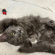 Stormi joined the competition — help win amazing prizes! kitten, cat, gray_cat, fluffy, pet, animal, yellow_eyes, lying_down, soft_blanket, indoor, curious, cute, feline, whiskers, paw, fur, domestic_cat, relaxed, close_up, background_tool