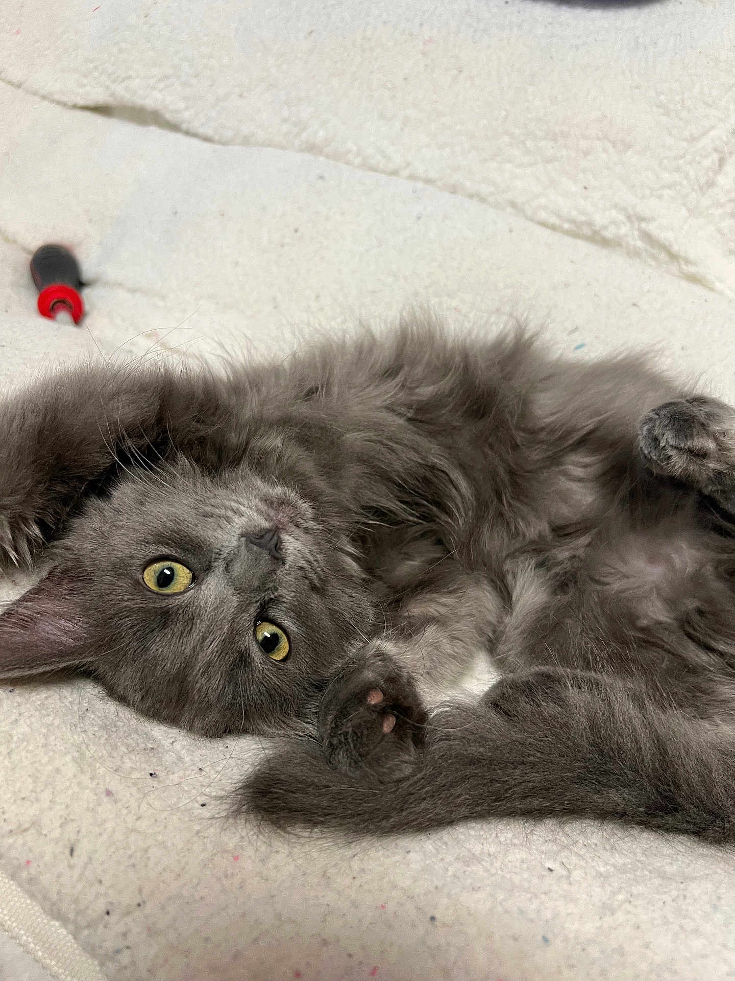 Stormi joined the competition — help win amazing prizes! kitten, cat, gray_cat, fluffy, pet, animal, yellow_eyes, lying_down, soft_blanket, indoor, curious, cute, feline, whiskers, paw, fur, domestic_cat, relaxed, close_up, background_tool