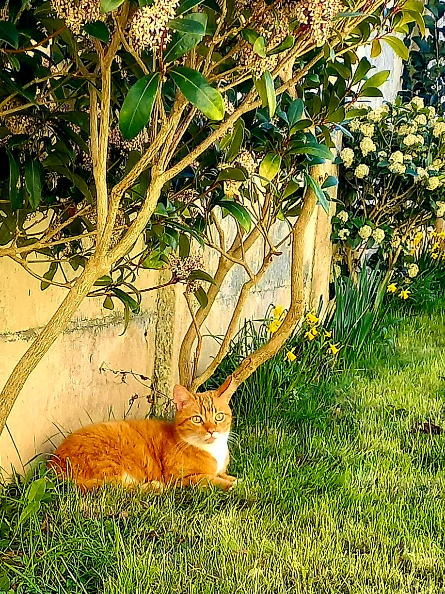 Roro a rejoint le concours — aidez-le/la à gagner de superbes lots ! fawn, felidae, fur, grass, grassland, groundcover, herb, leaf, plant, plant_stem, shrub, tail, terrestrial_animal, tints_and_shades, tree, trunk, twig, whiskers, wildlife, wood