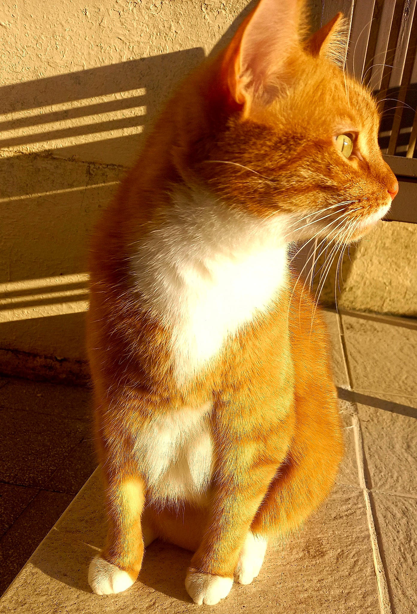 Roro participe au concours pour gagner de l'argent avec cette photo : carnivore, cat, claw, domestic_short_haired_cat, eye, fawn, felidae, flooring, fur, human_body, paw, road_surface, shadow, small_to_medium_sized_cats, tail, terrestrial_animal, tints_and_shades, whiskers, window, wood