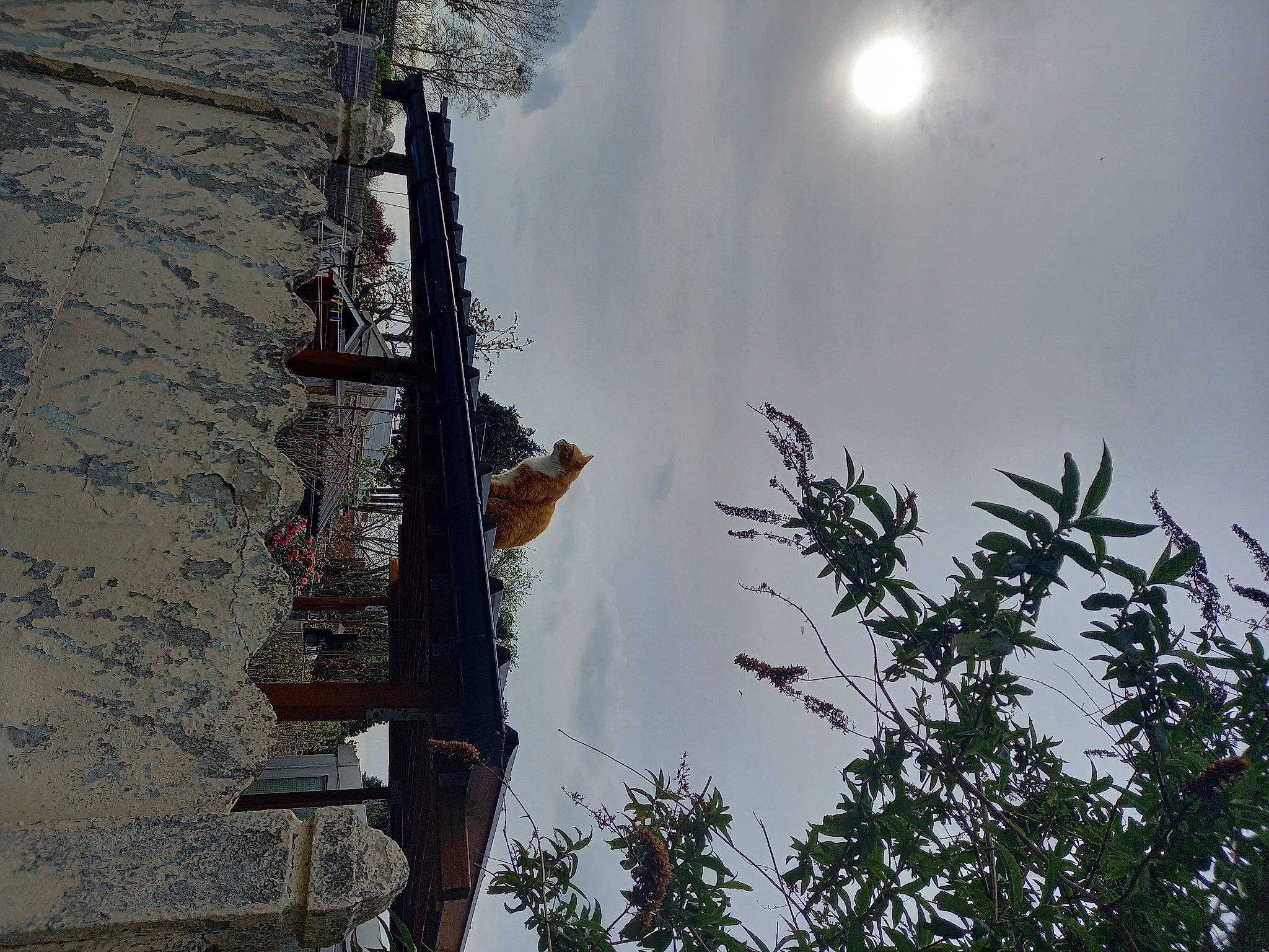 Roro a rejoint le concours — aidez-le/la à gagner de superbes lots ! astronomical_object, branch, cloud, cross, electrical_supply, electricity, moon, overhead_power_line, plant, pole, public_utility, sky, slope, street_light, sunlight, tree, trunk, twig, winter, wood