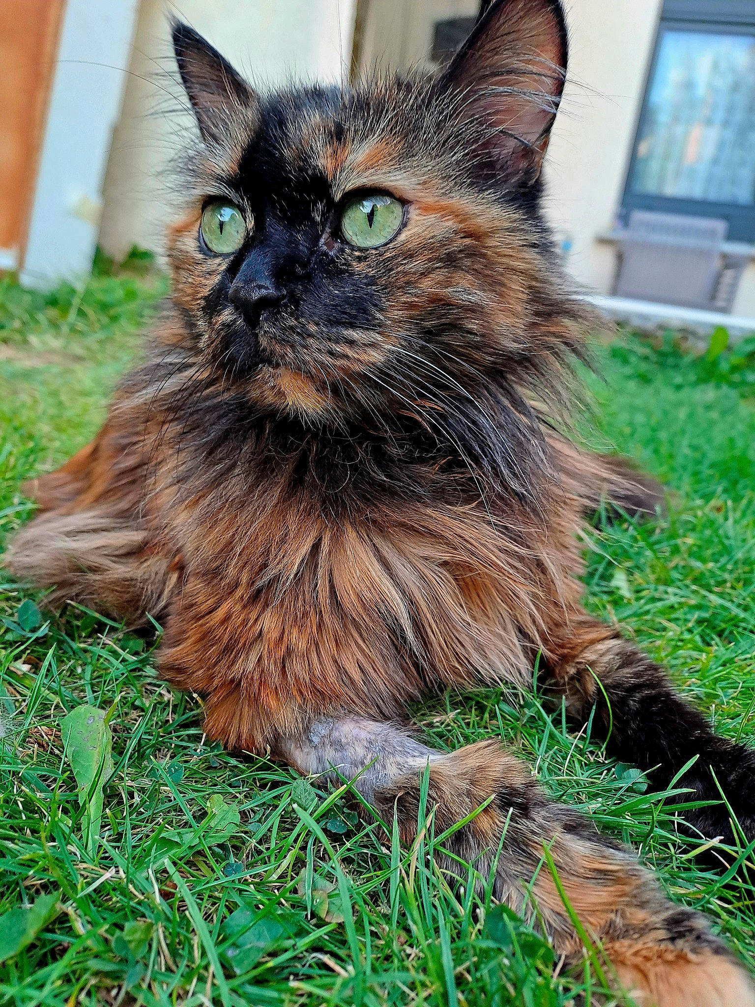 Souchka a rejoint le concours — aidez-le/la à gagner de superbes lots ! carnivore, cat, domestic_short_haired_cat, fawn, felidae, fur, grass, groundcover, plant, small_to_medium_sized_cats, tail, terrestrial_animal, tree, whiskers, wildlife