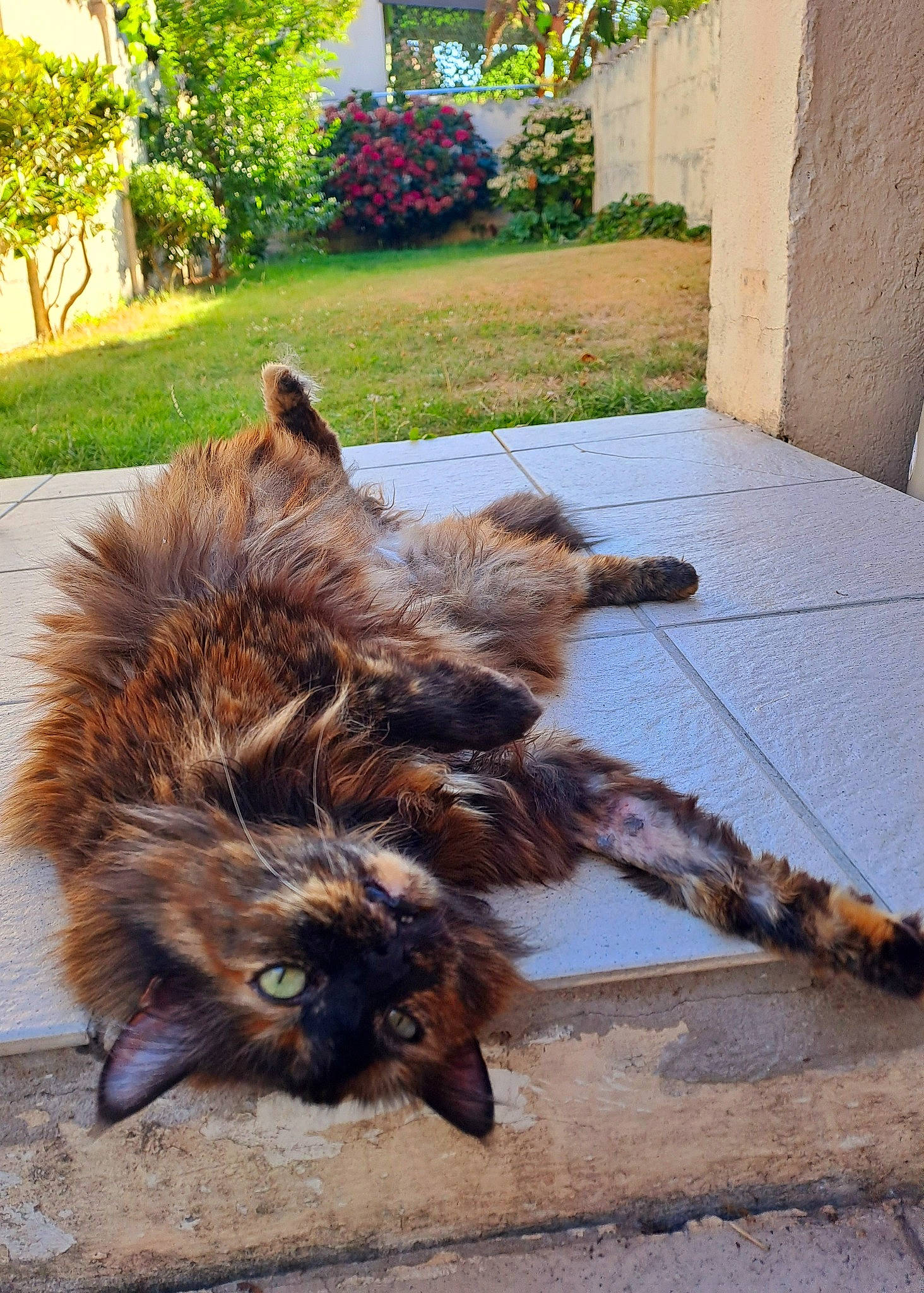 Souchka participe au concours pour gagner de l'argent avec cette photo : asphalt, carnivore, cat, claw, dog_breed, fawn, felidae, flooring, fur, grass, paw, plant, road_surface, sidewalk, small_to_medium_sized_cats, tail, terrestrial_animal, tree, whiskers, wood