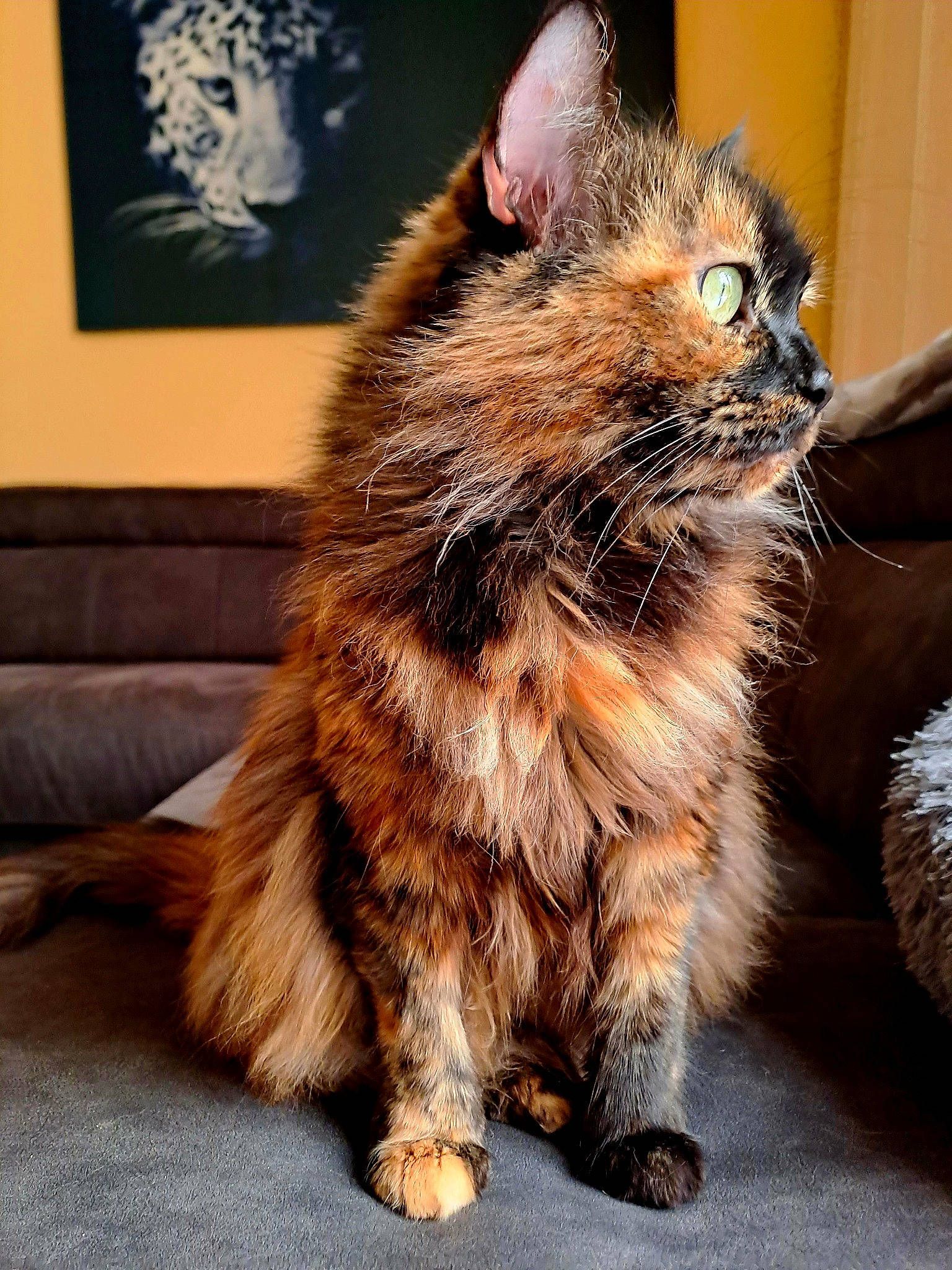 Souchka participe au concours pour gagner de l'argent avec cette photo : carnivore, cat, claw, comfort, couch, fawn, felidae, flooring, fur, human_leg, leg, metal, paw, picture_frame, sitting, small_to_medium_sized_cats, snout, tail, whiskers, wood