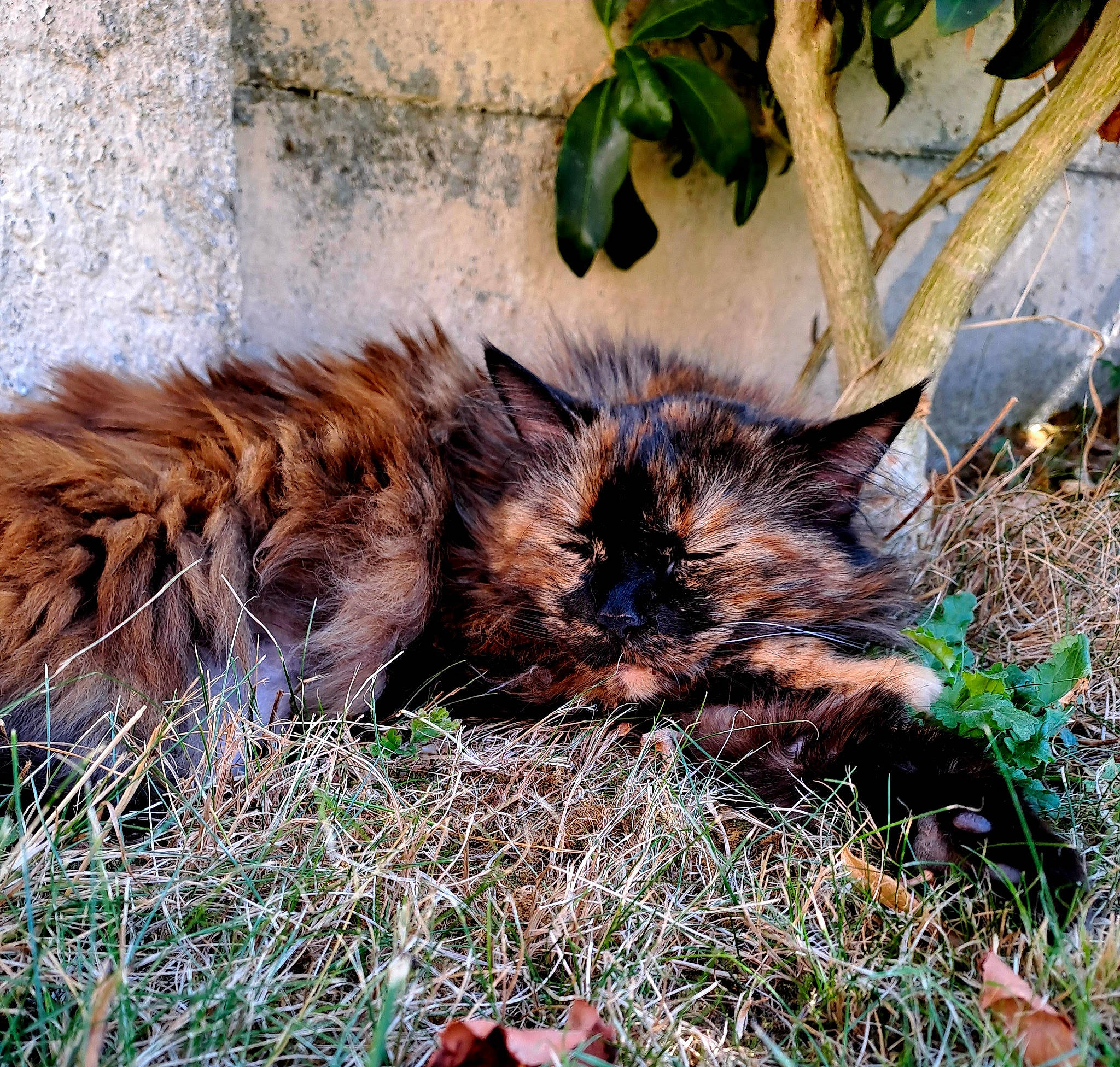 Souchka a rejoint le concours — aidez-le/la à gagner de superbes lots ! canidae, carnivore, cat, claw, dog_breed, domestic_short_haired_cat, fawn, felidae, fur, grass, groundcover, liver, plant, small_to_medium_sized_cats, snout, soil, tail, terrestrial_animal, whiskers, wildlife